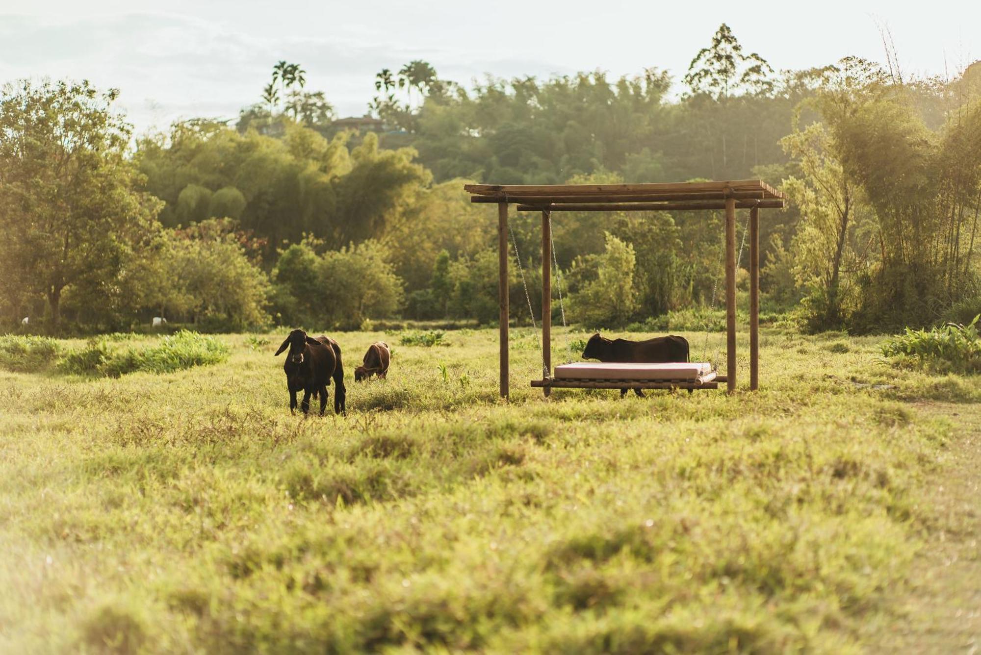 Glamping Entre Rios Hotel Calarcá Екстериор снимка